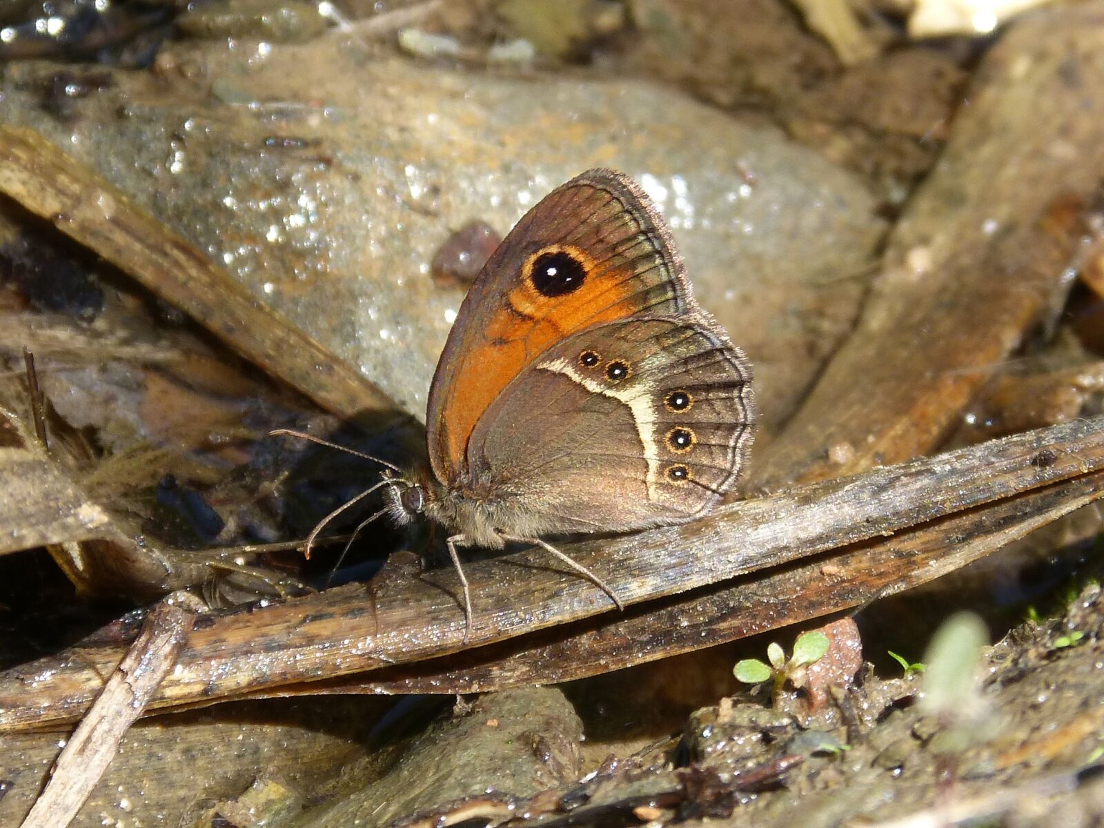 Panasonic DMC-FZ62 sample photo. Pyronia bathseba, butterfly, lobito photography