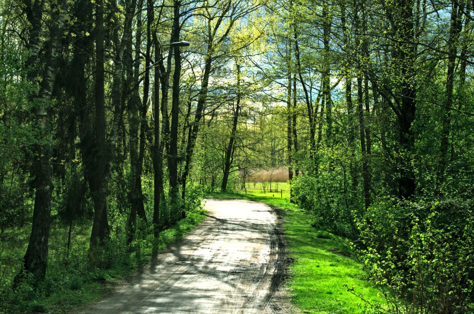 Nikon D5100 sample photo. Path, trees, nature photography