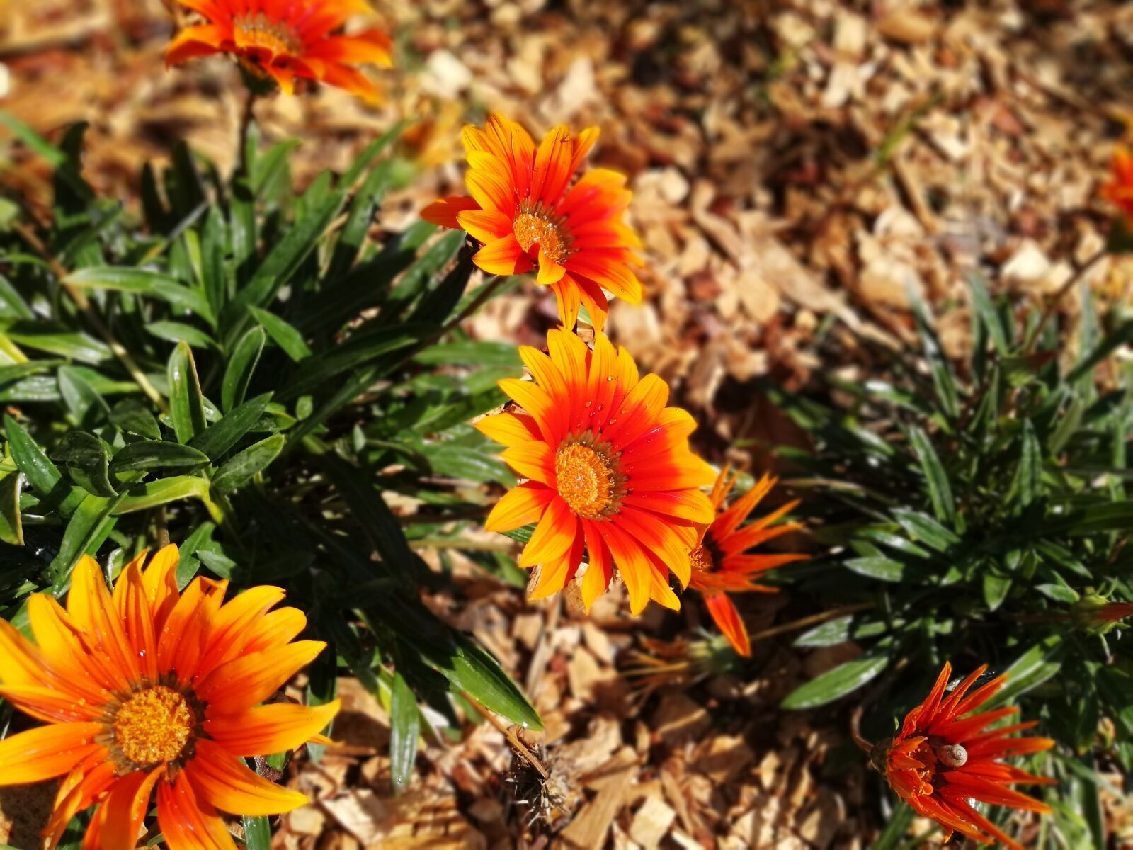 HUAWEI Mate 10 Lite sample photo. Flowers, spring, orange photography