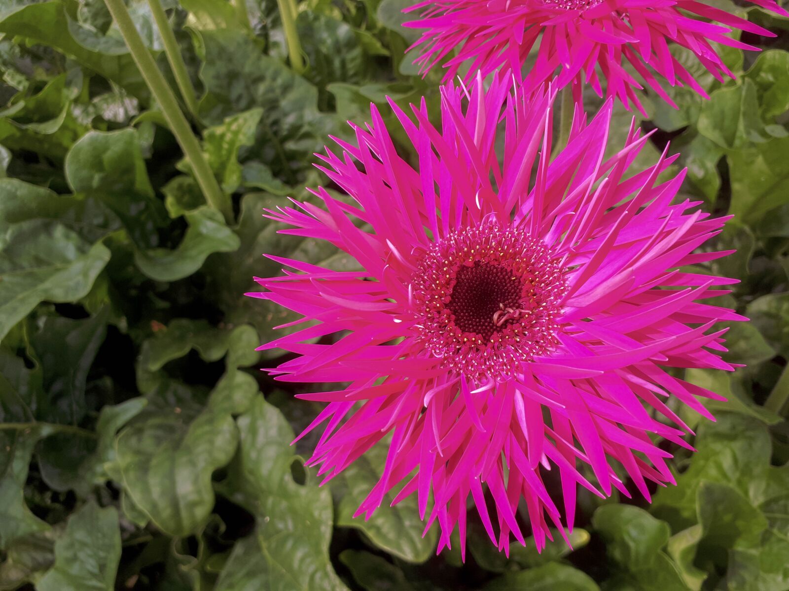 Samsung Galaxy A5(2017) sample photo. Close up, nature, spring photography