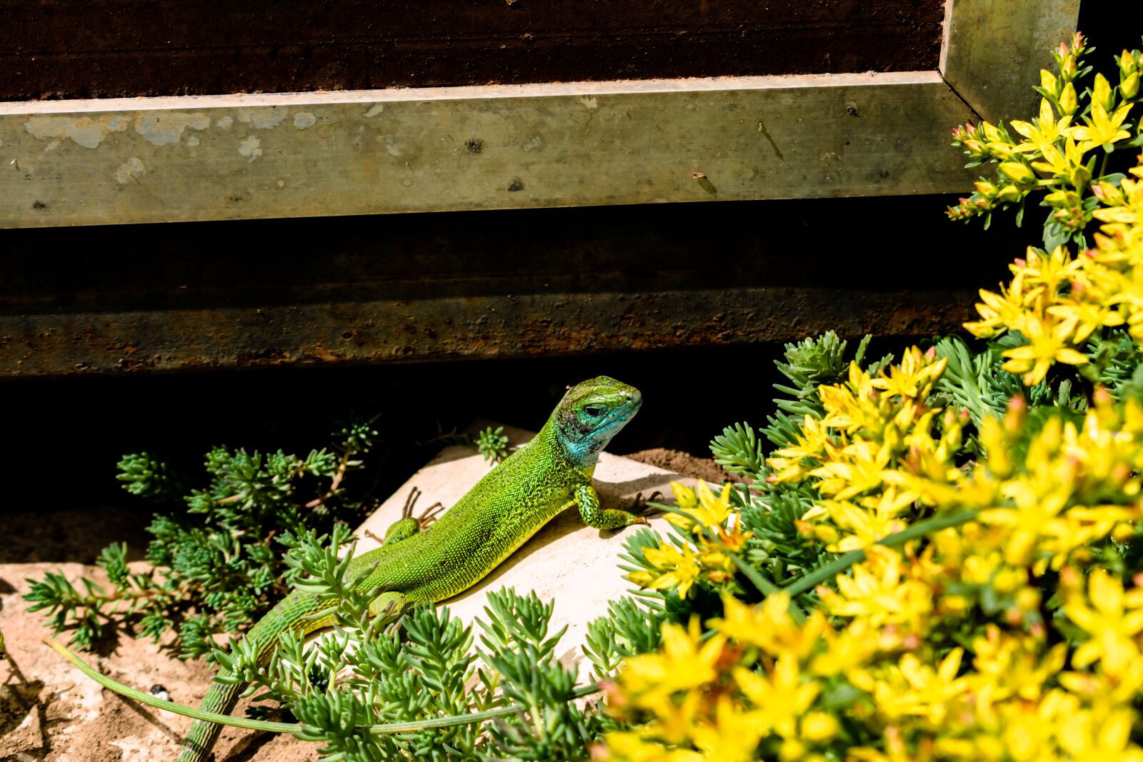 Nikon D5600 sample photo. Lizard, spring, reptile photography