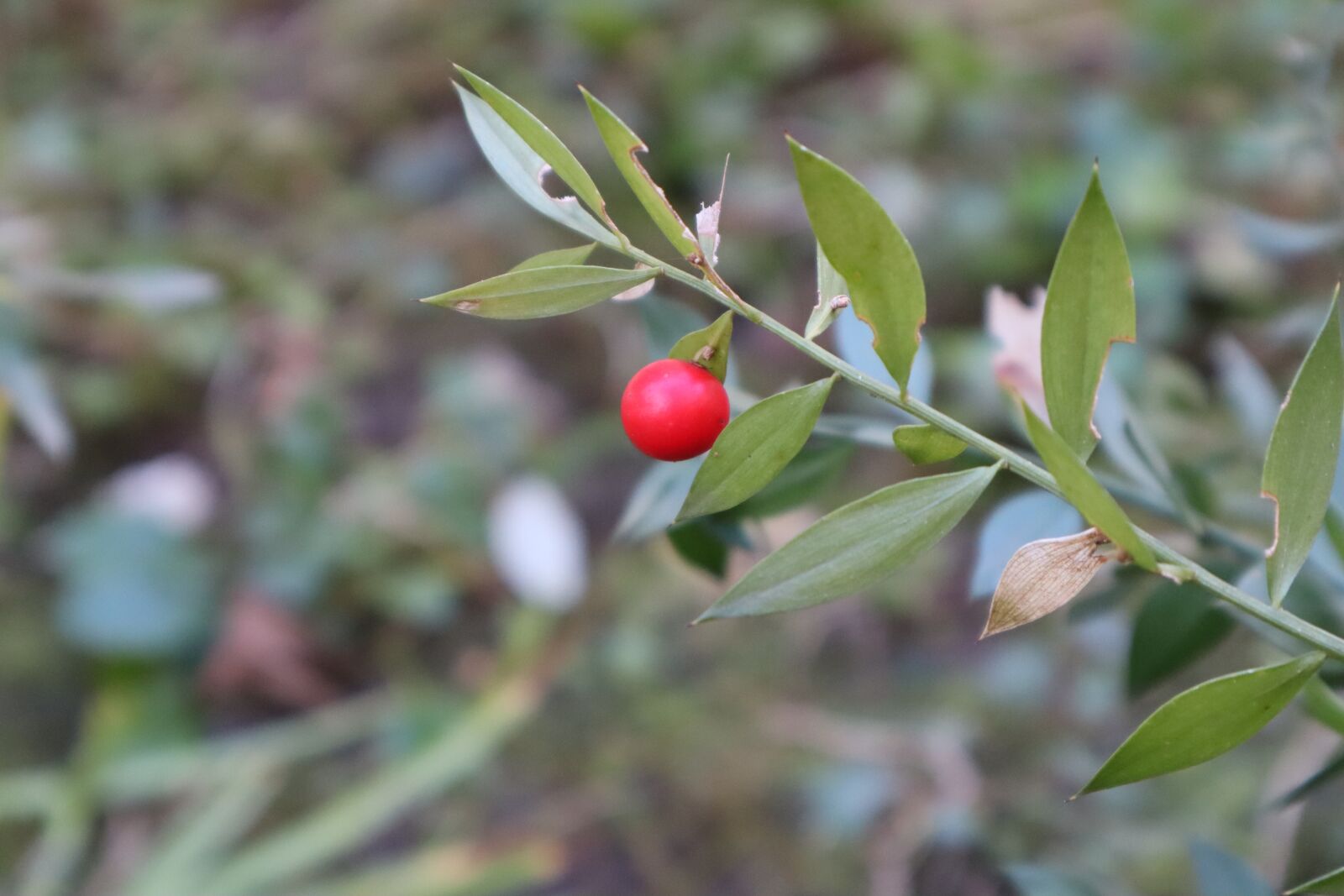 Canon EF-M 15-45mm F3.5-6.3 IS STM sample photo. Nature, plants, green photography