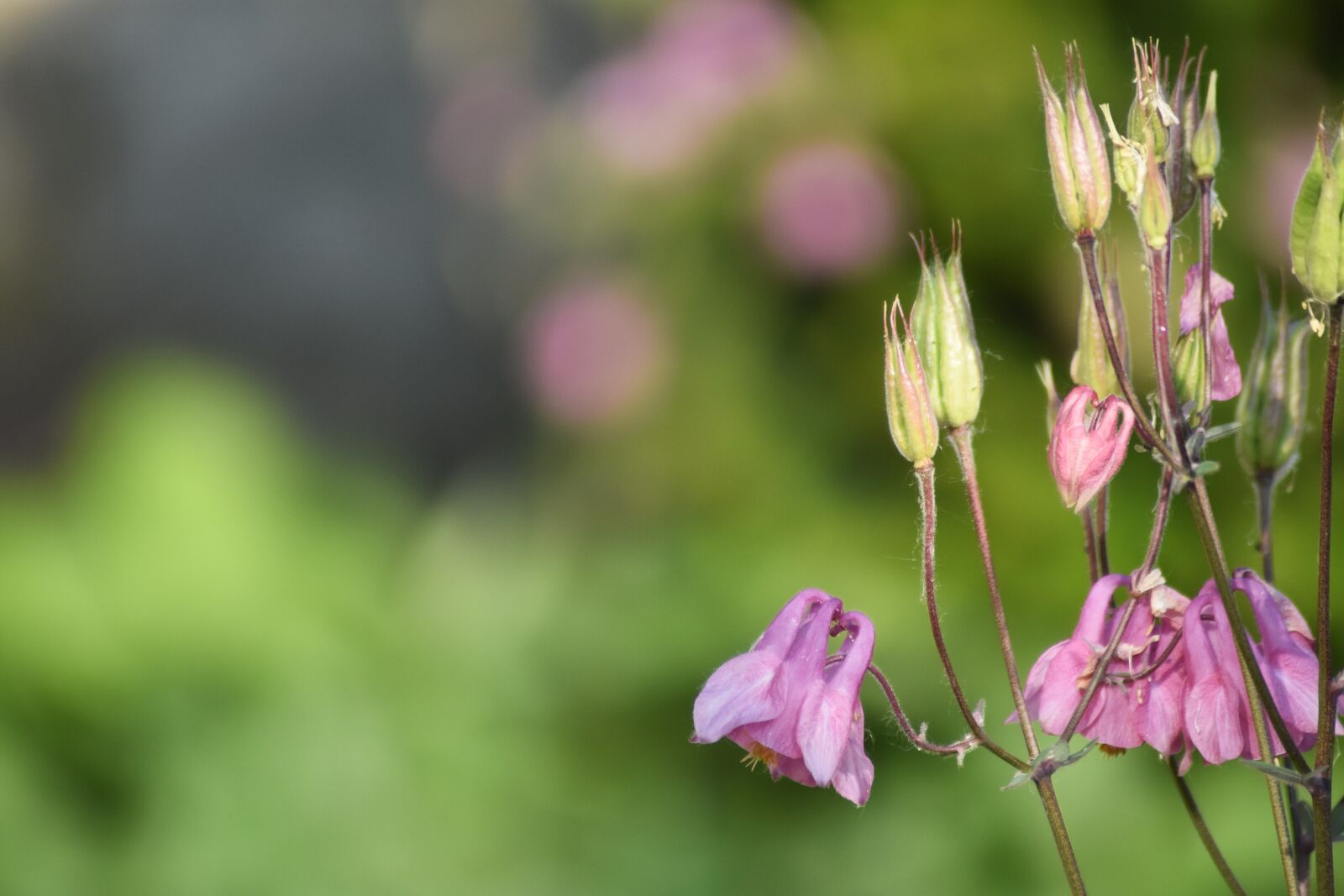 Nikon D3400 sample photo. Flower, garden, plant photography