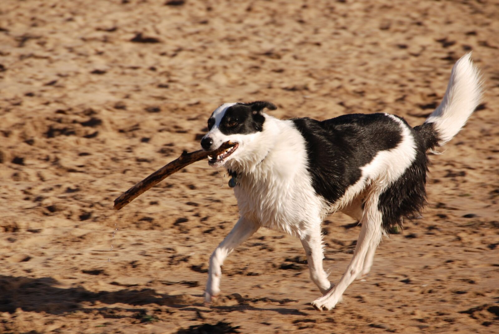 Nikon D80 sample photo. Dog, stick, running photography