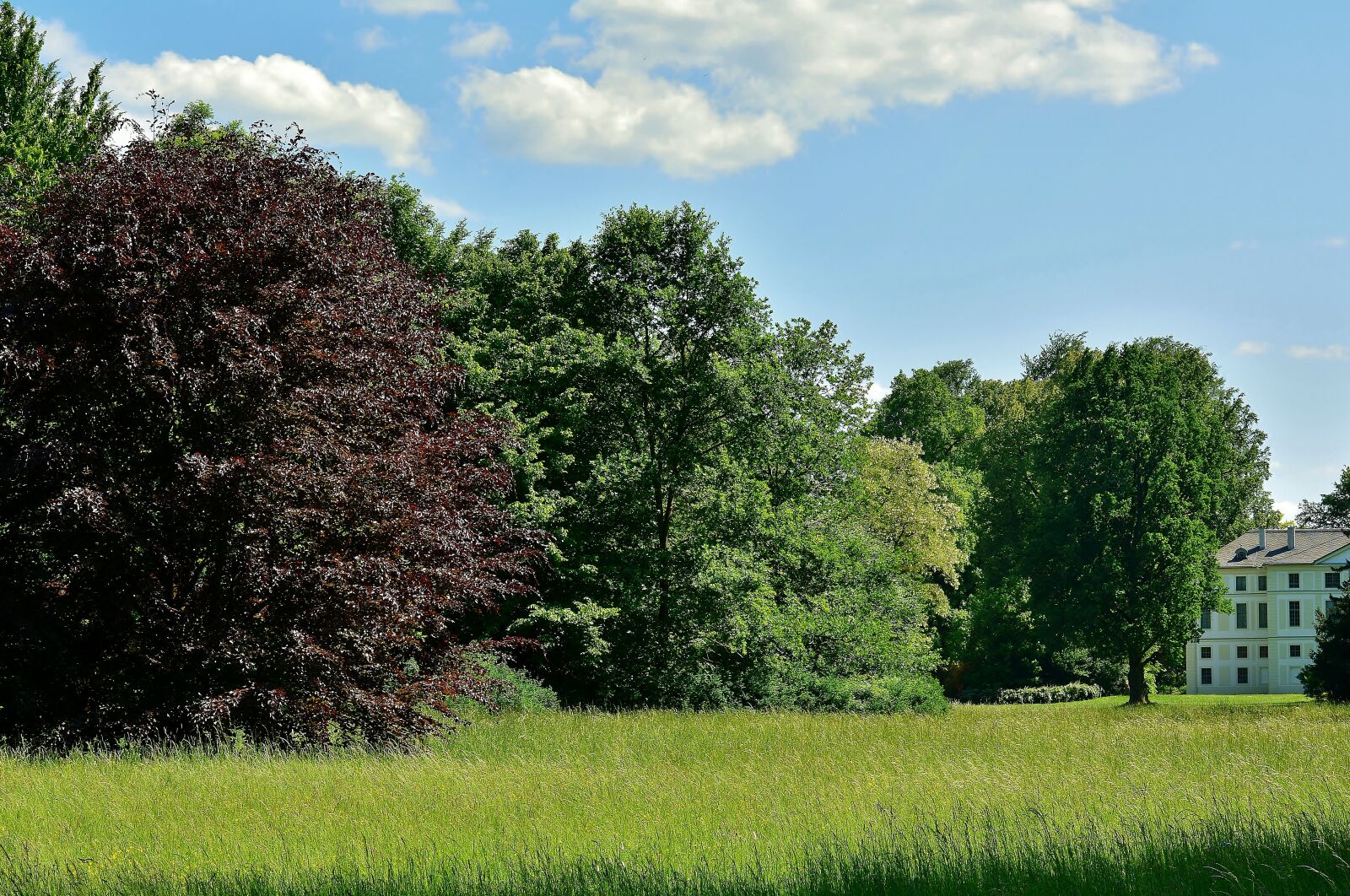 Nikon D5200 sample photo. Park, grove of trees photography