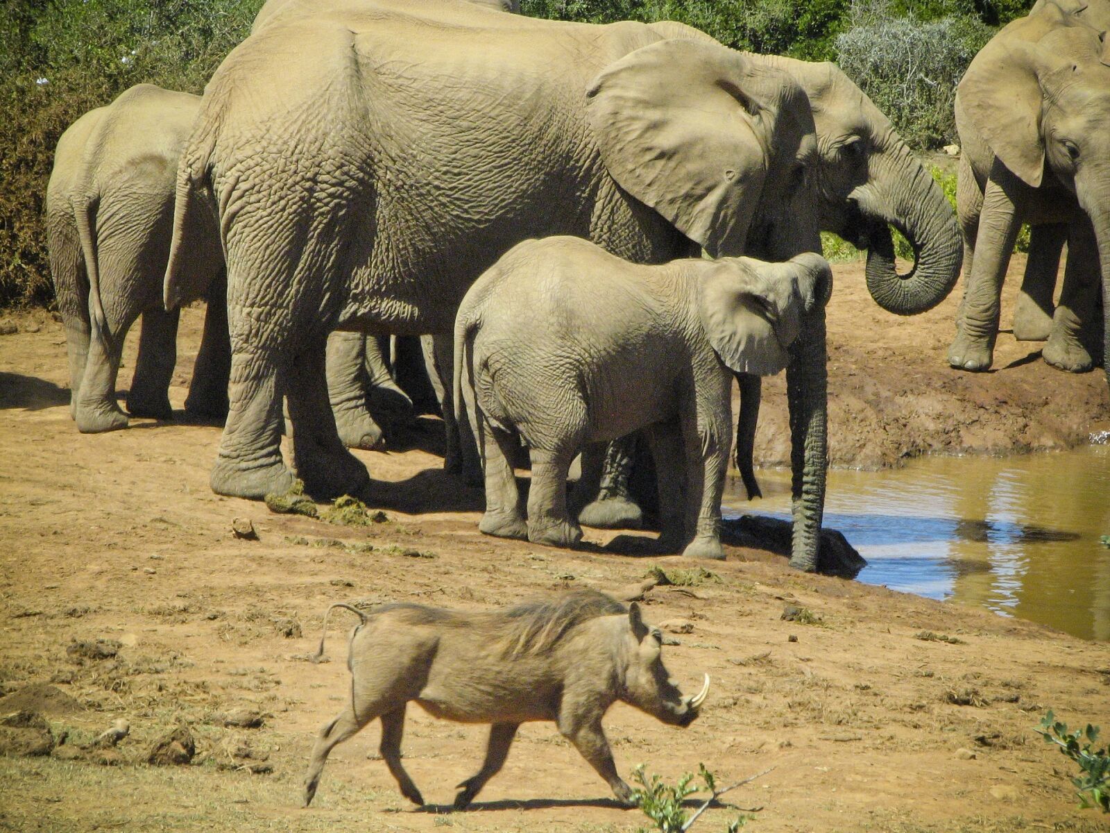 Canon POWERSHOT S3 IS sample photo. Elephants, wild boar, wildlife photography