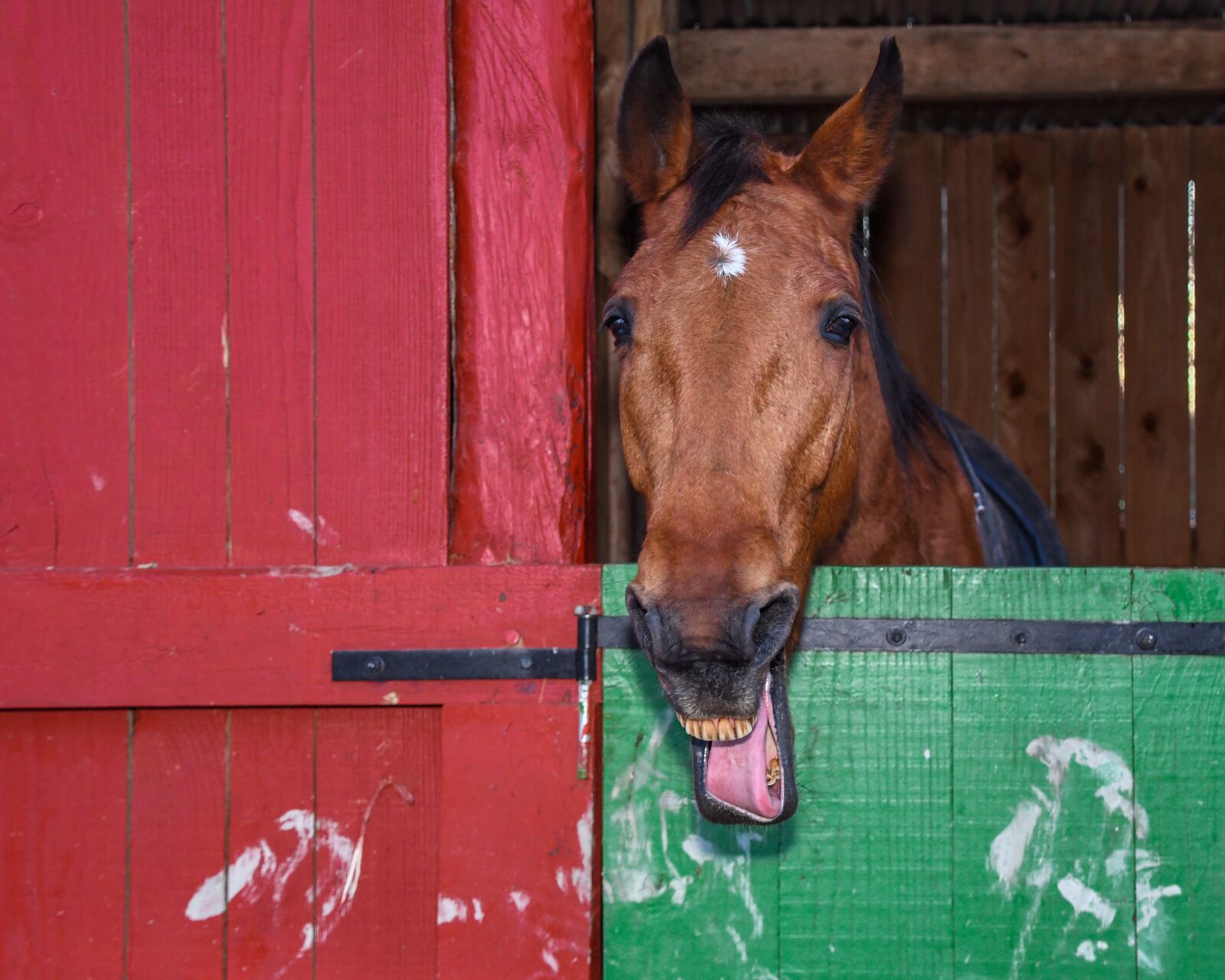 Nikon D500 sample photo. Horse, box, grimace photography