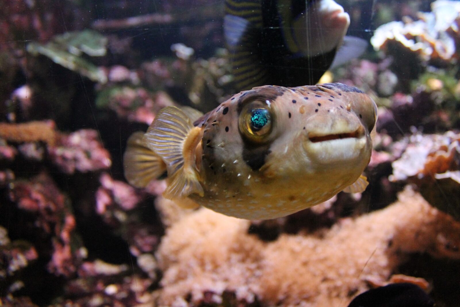 Canon EOS 1100D (EOS Rebel T3 / EOS Kiss X50) sample photo. Fish, aquarium, eyes photography