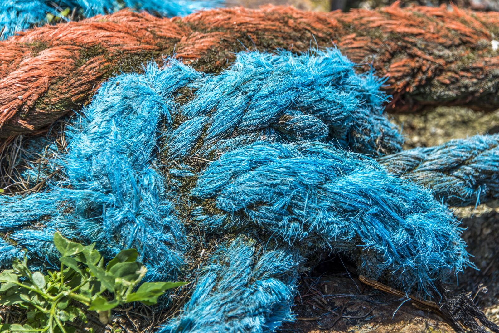 Nikon D610 sample photo. Rope, old, strings photography