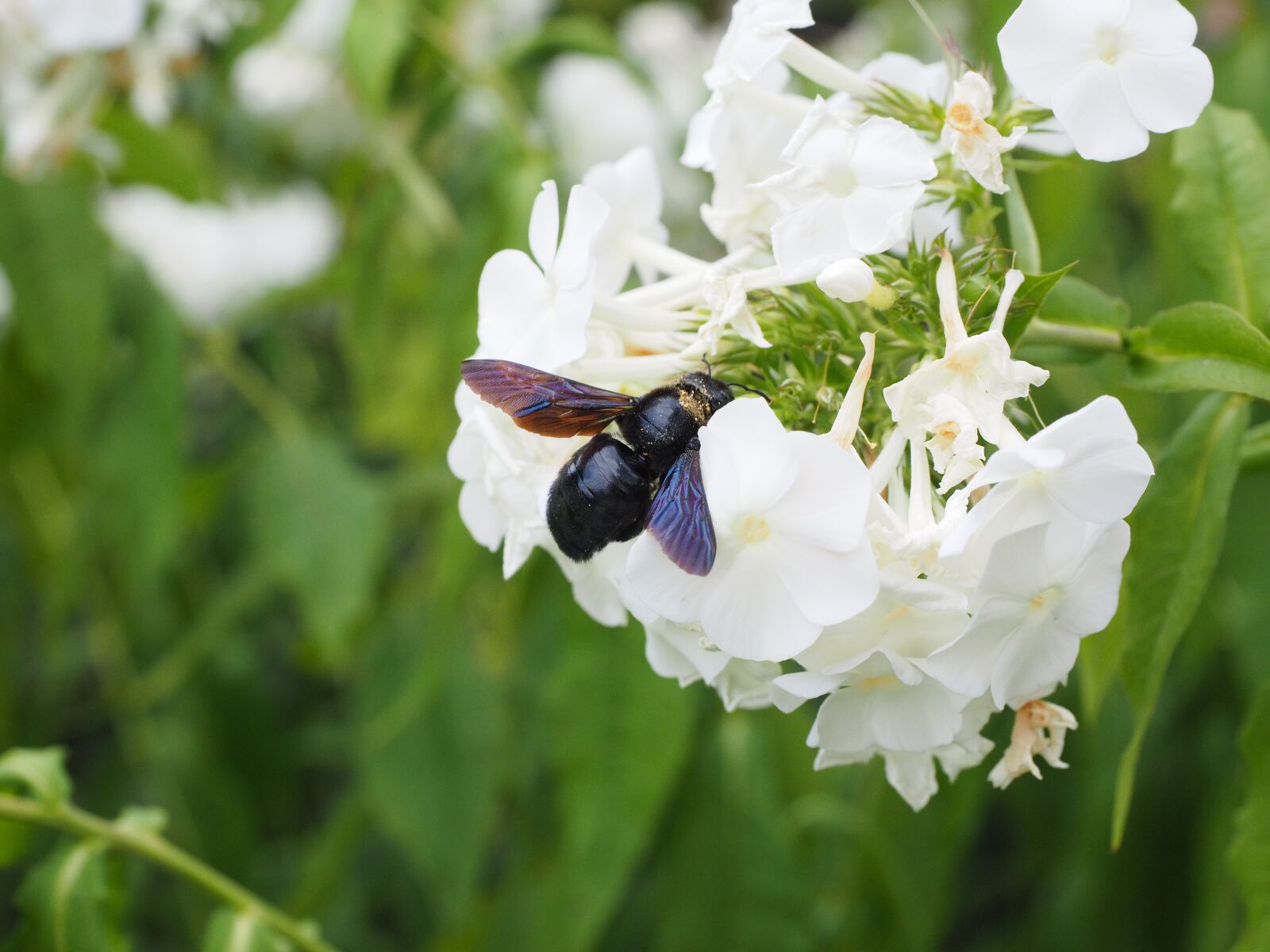 Olympus OM-D E-M1 + Olympus M.Zuiko Digital ED 12-40mm F2.8 Pro sample photo. Big blue wooden bee photography
