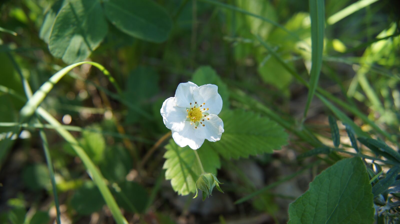 Sony SLT-A55 (SLT-A55V) + Sony DT 18-55mm F3.5-5.6 SAM sample photo. Wild strawberry, strawberry, wildflowers photography