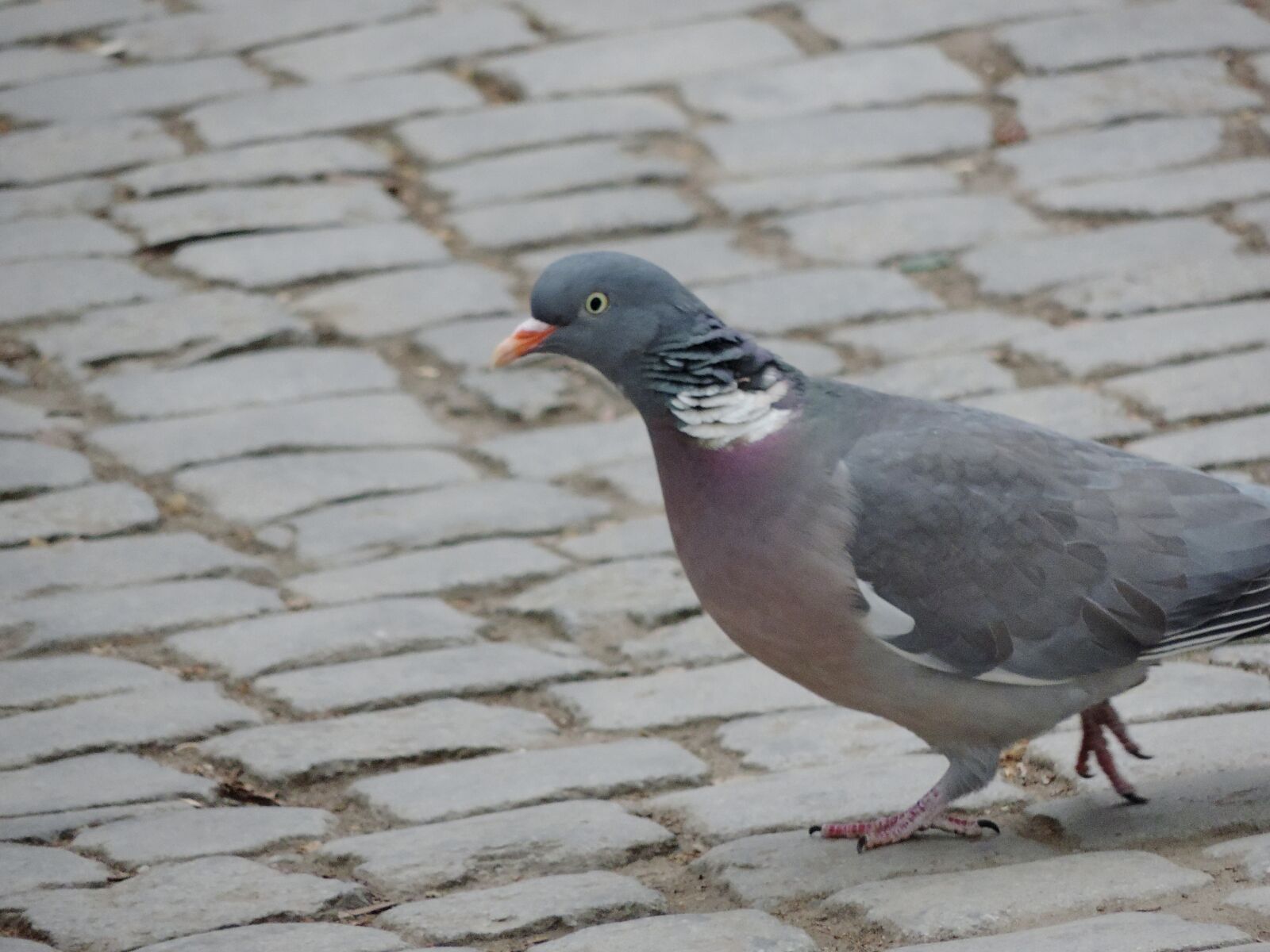 Nikon Coolpix P520 sample photo. Pigeon, dove, feather, wildlife photography