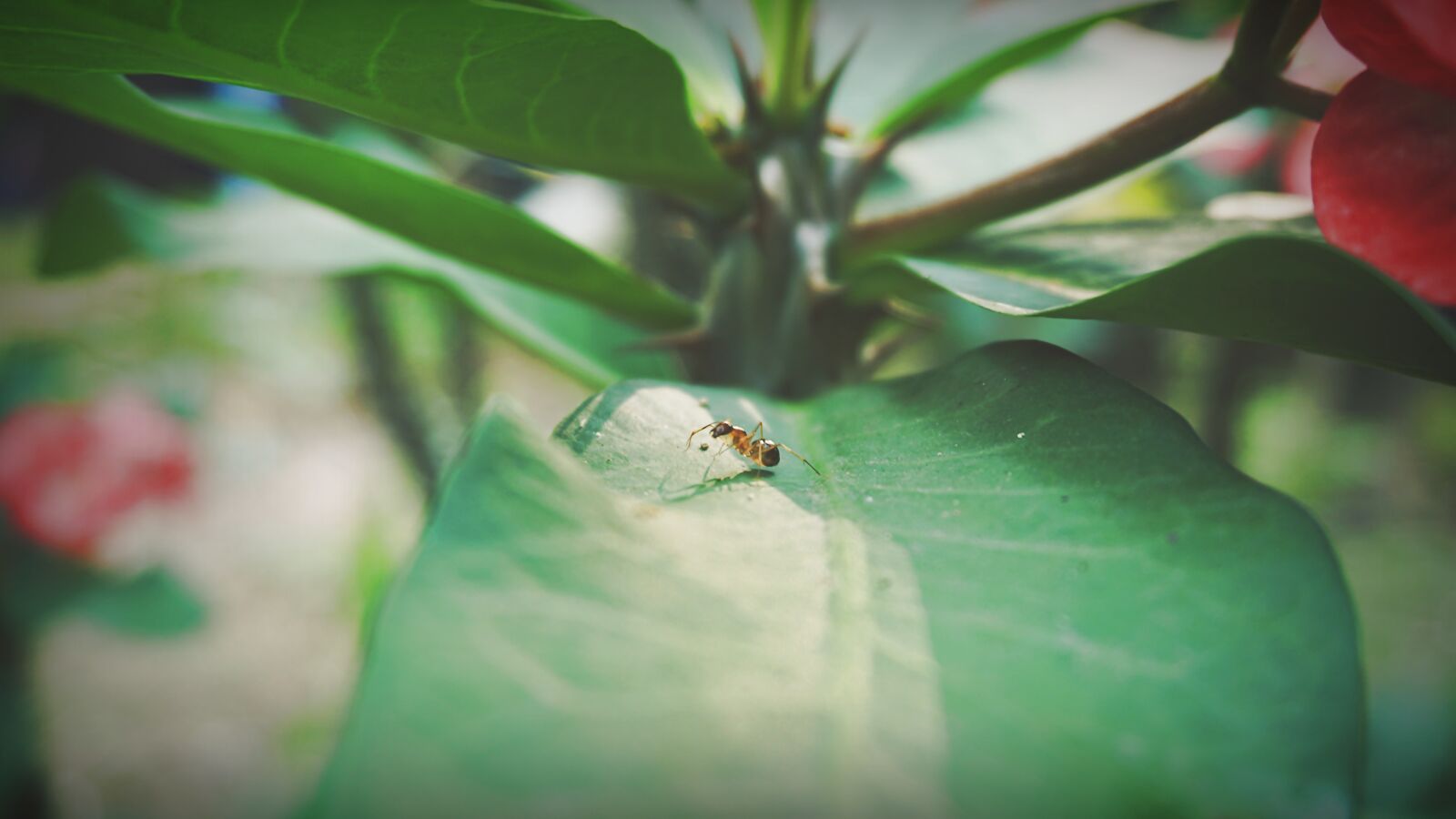 Sony E 16-50mm F3.5-5.6 PZ OSS sample photo. Ants, petite, insects photography