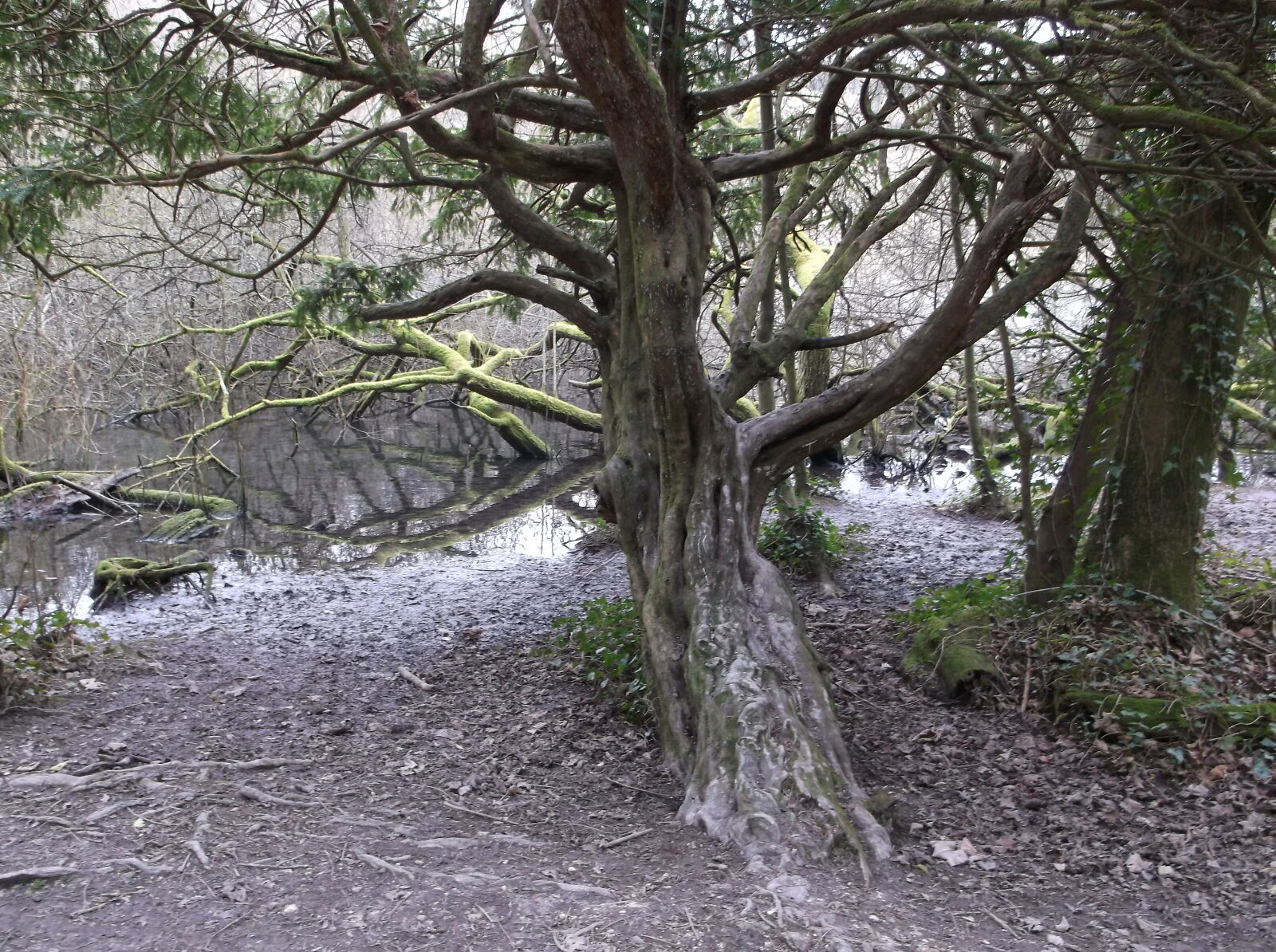 Fujifilm FinePix AX550 sample photo. Lake, tranquil, tree, wilderness photography