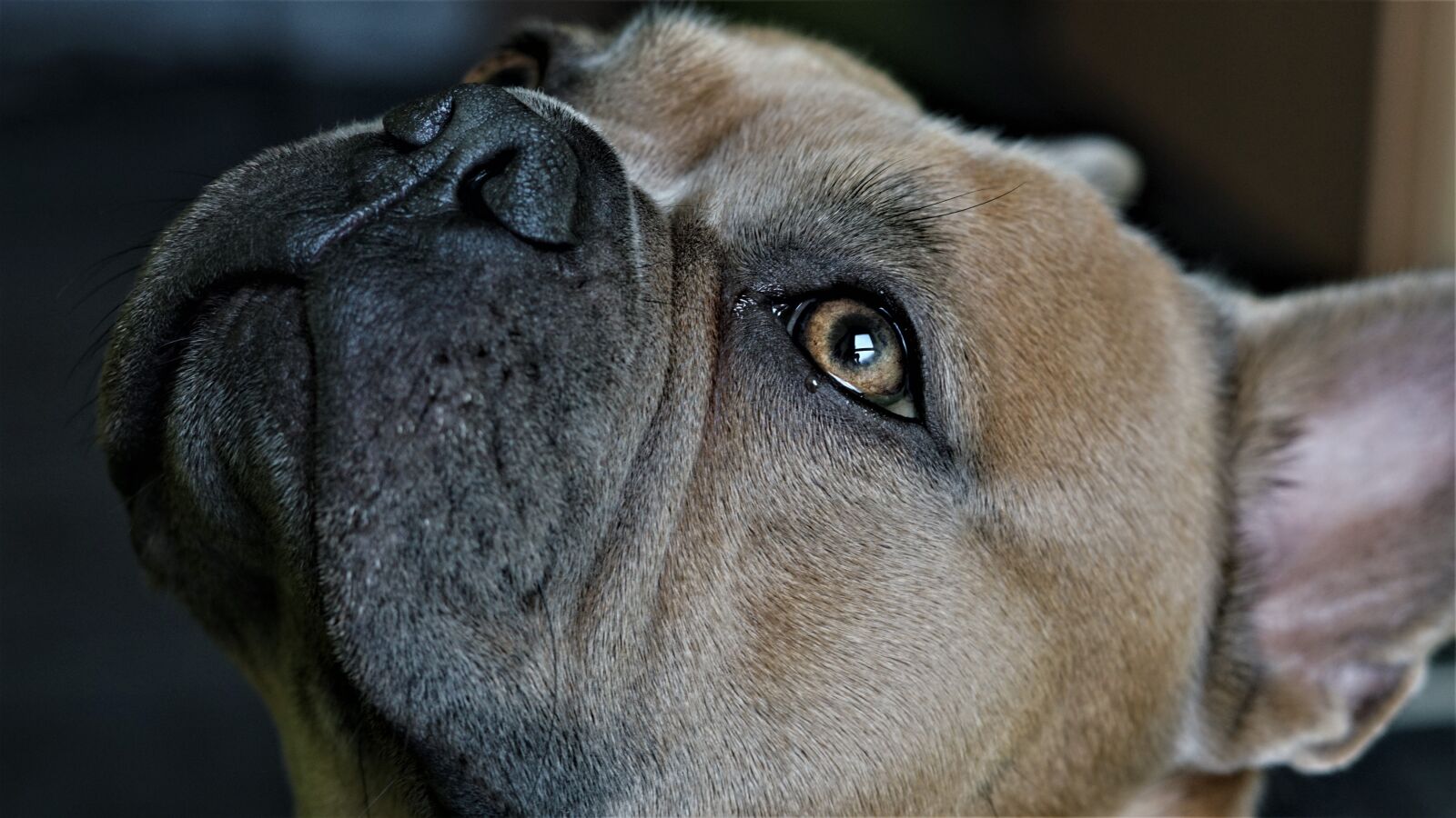 Sony FE 50mm F1.8 sample photo. Eye, tear, iris photography