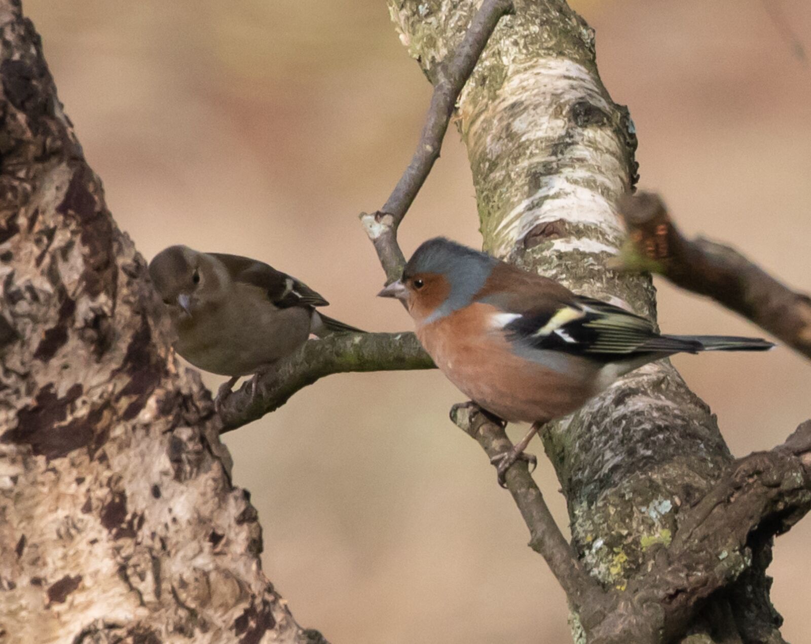 Canon EOS 7D Mark II sample photo. Pair of chaffinches, chaffinches photography