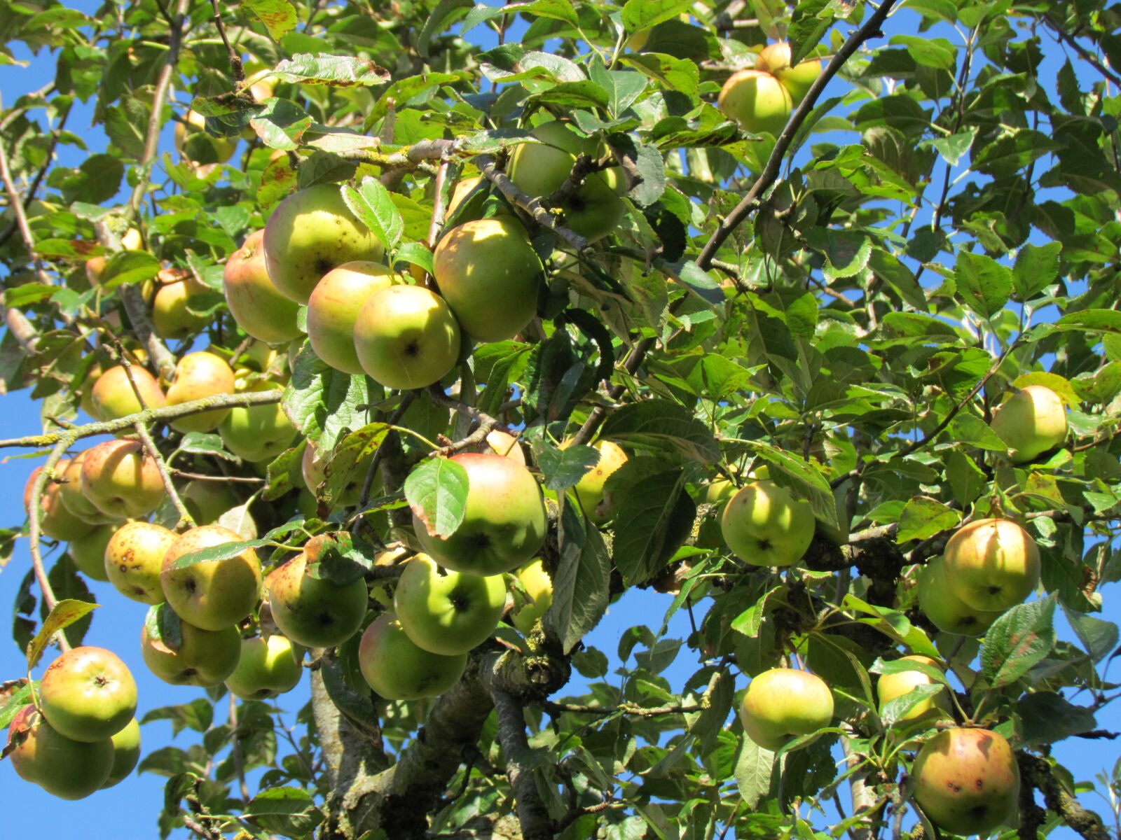 Абрикосовая яблоня описание фото