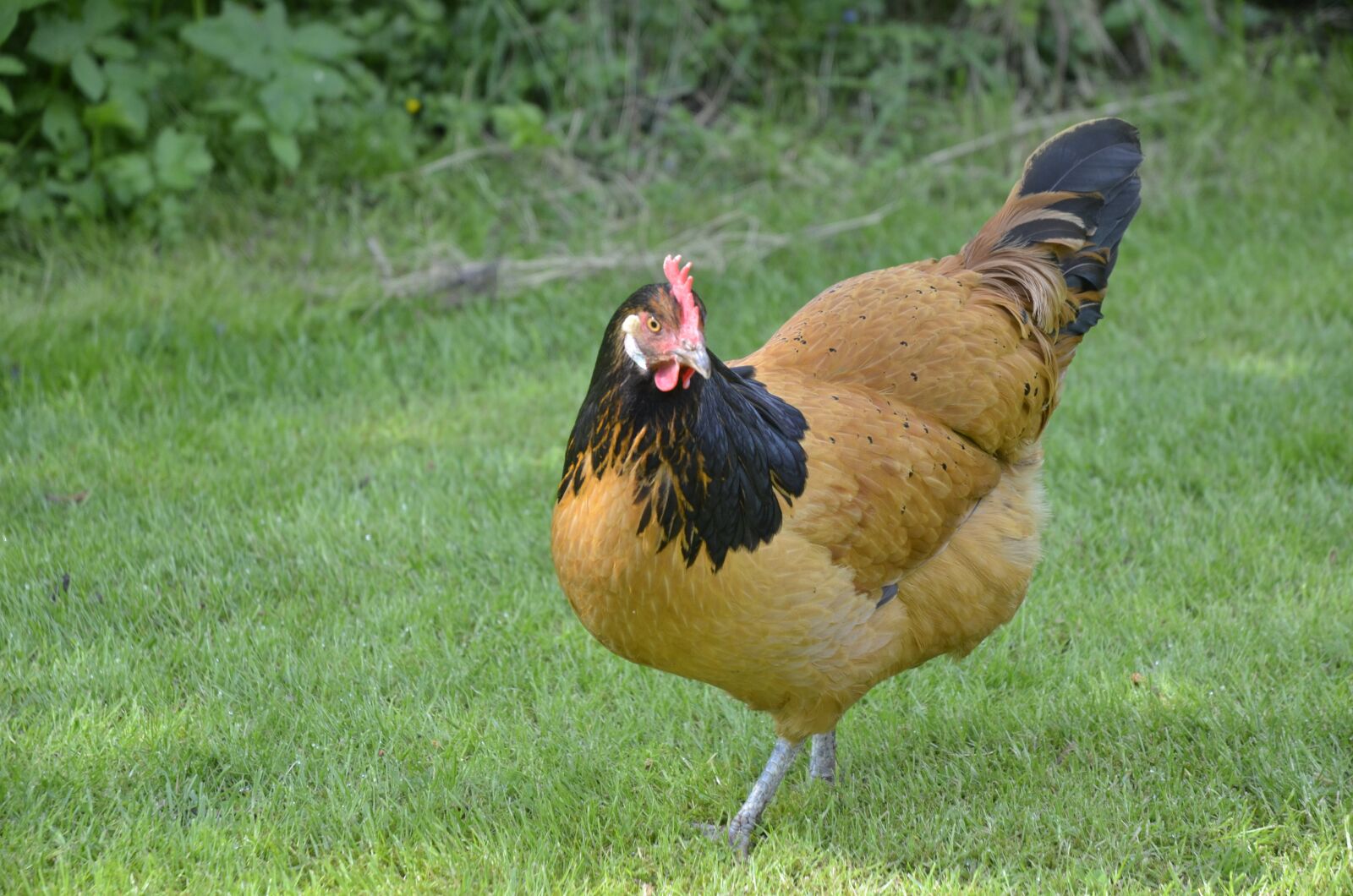 Nikon D5100 sample photo. Chicken, garden, poultry photography