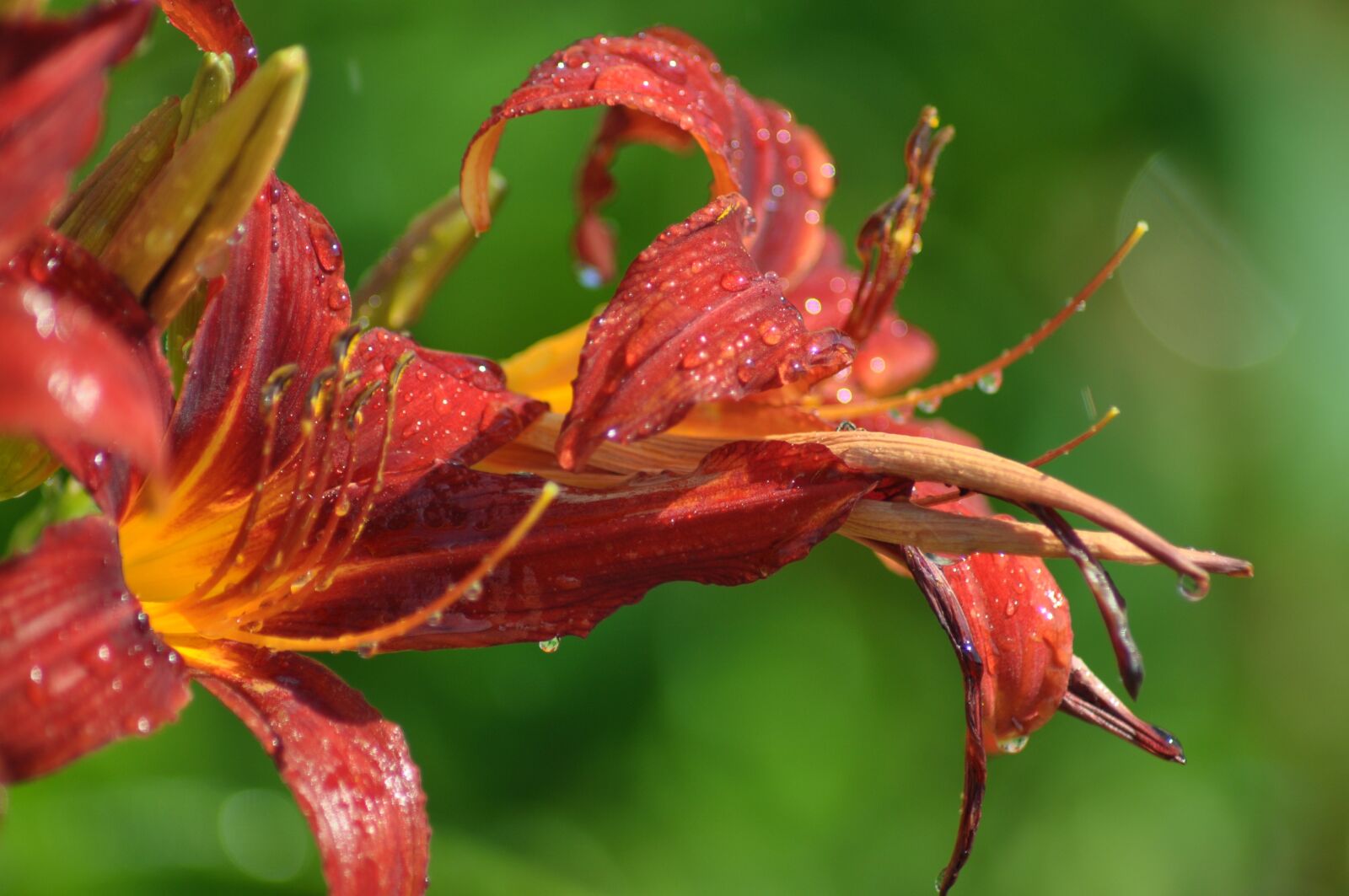 Nikon D90 sample photo. Floral, flower, lily photography
