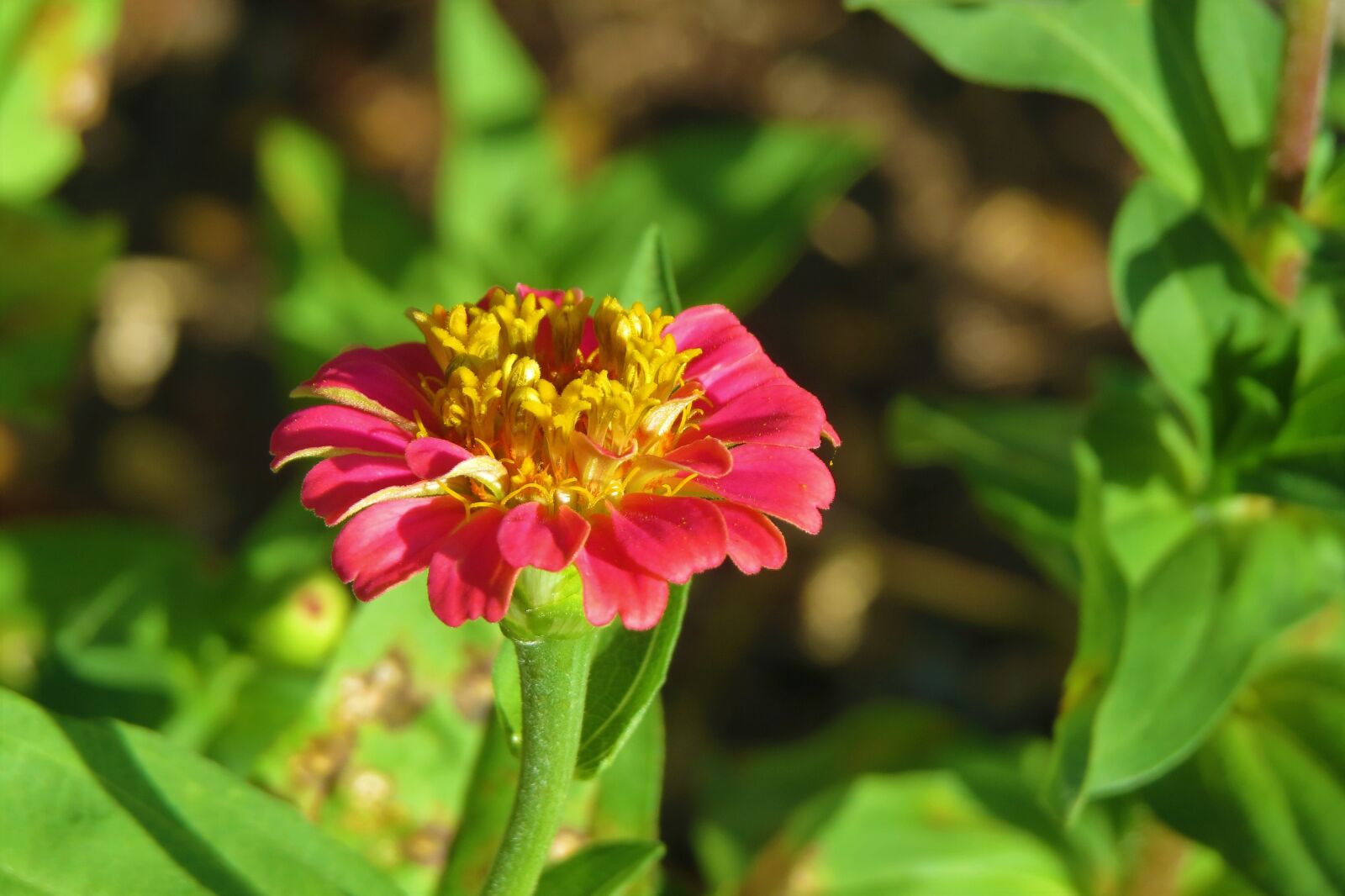 Canon PowerShot SX50 HS sample photo. Flower, pink, yellow photography