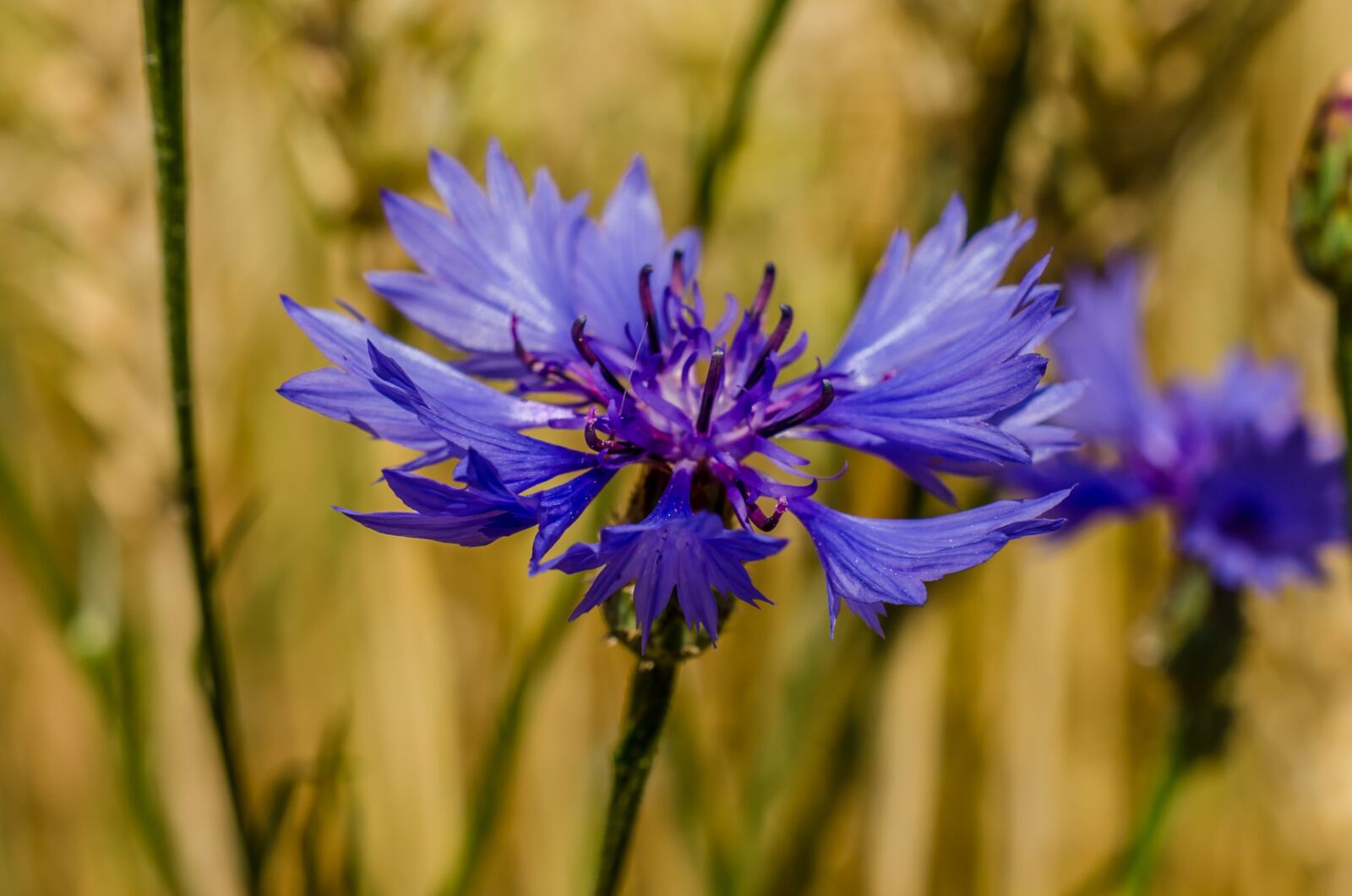 Nikon D7000 sample photo. Cornflower, summer, nature photography