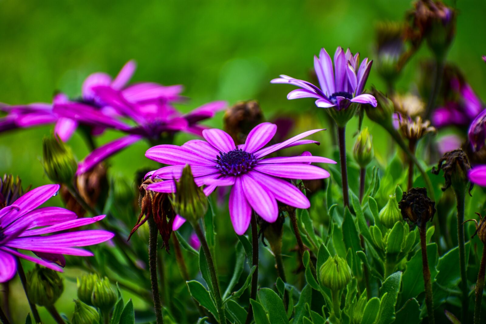 Nikon D3400 sample photo. Flowers, beauty, spring photography
