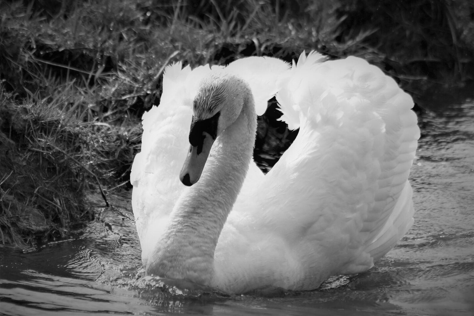 Nikon D7500 sample photo. Swan, water bird, nature photography