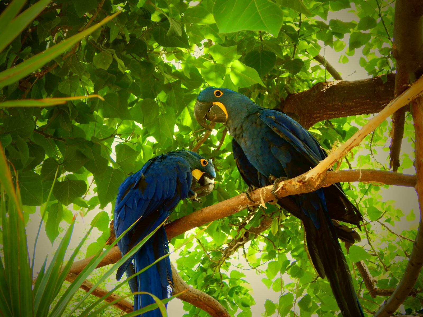 Nikon Coolpix L830 sample photo. Blue parrots, birds, tropical photography