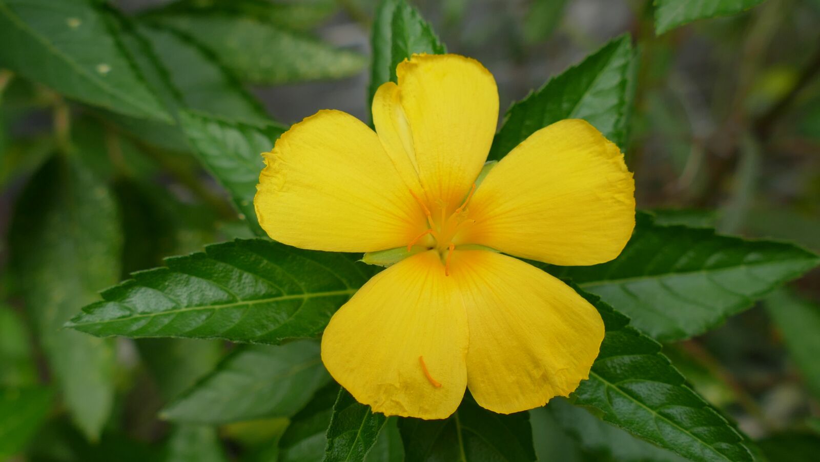 Panasonic Lumix DMC-FZ1000 sample photo. Flower, vi t nam photography