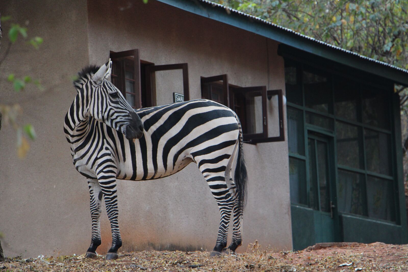 Canon EOS 700D (EOS Rebel T5i / EOS Kiss X7i) sample photo. Zebra, animal, black and photography