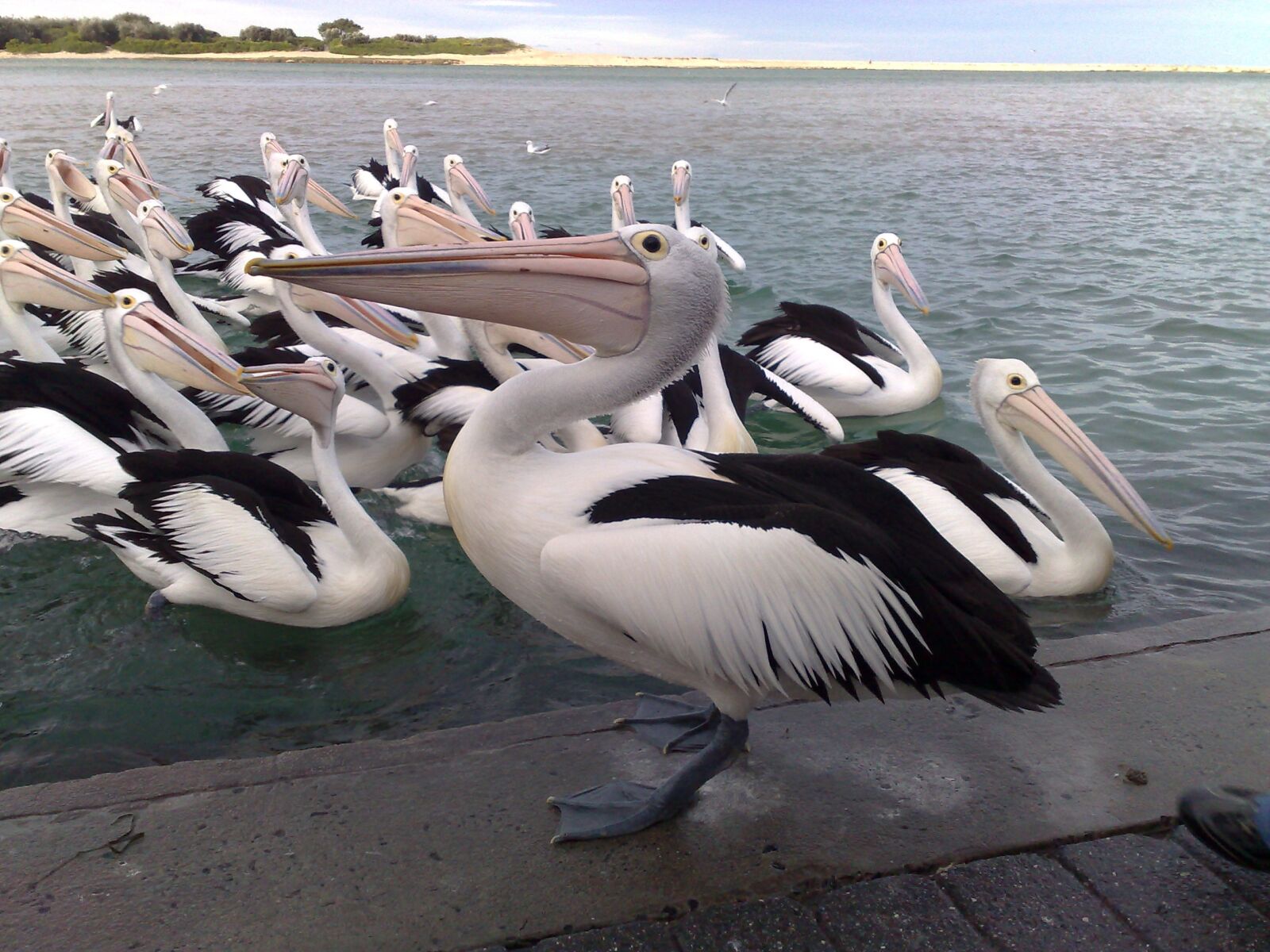Nokia N95 8GB sample photo. Holidays, pelicans, birds photography