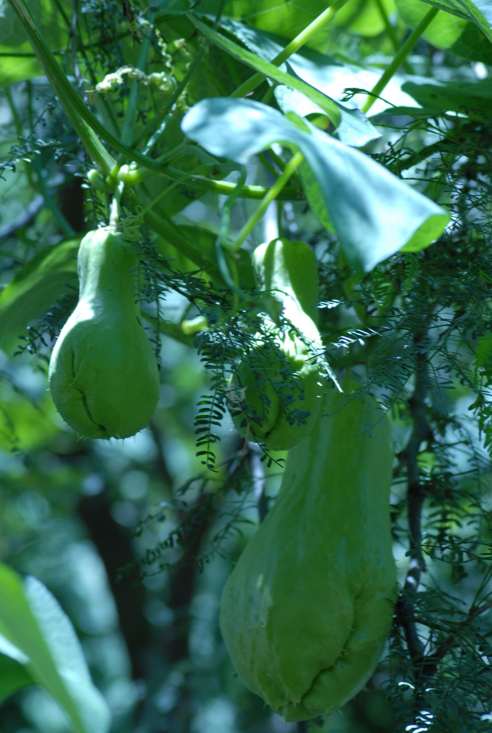 Nikon D200 sample photo. Flora, wild, flowers photography