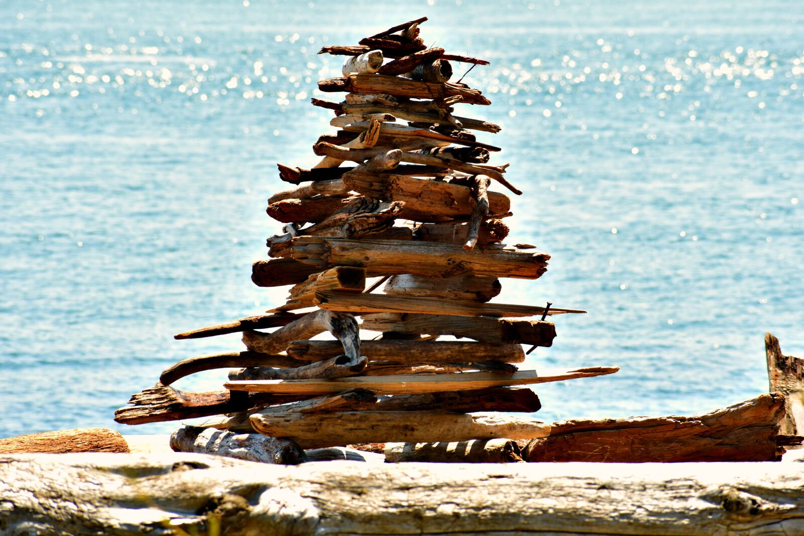 Nikon D7500 sample photo. Beach, dry wood, nature photography