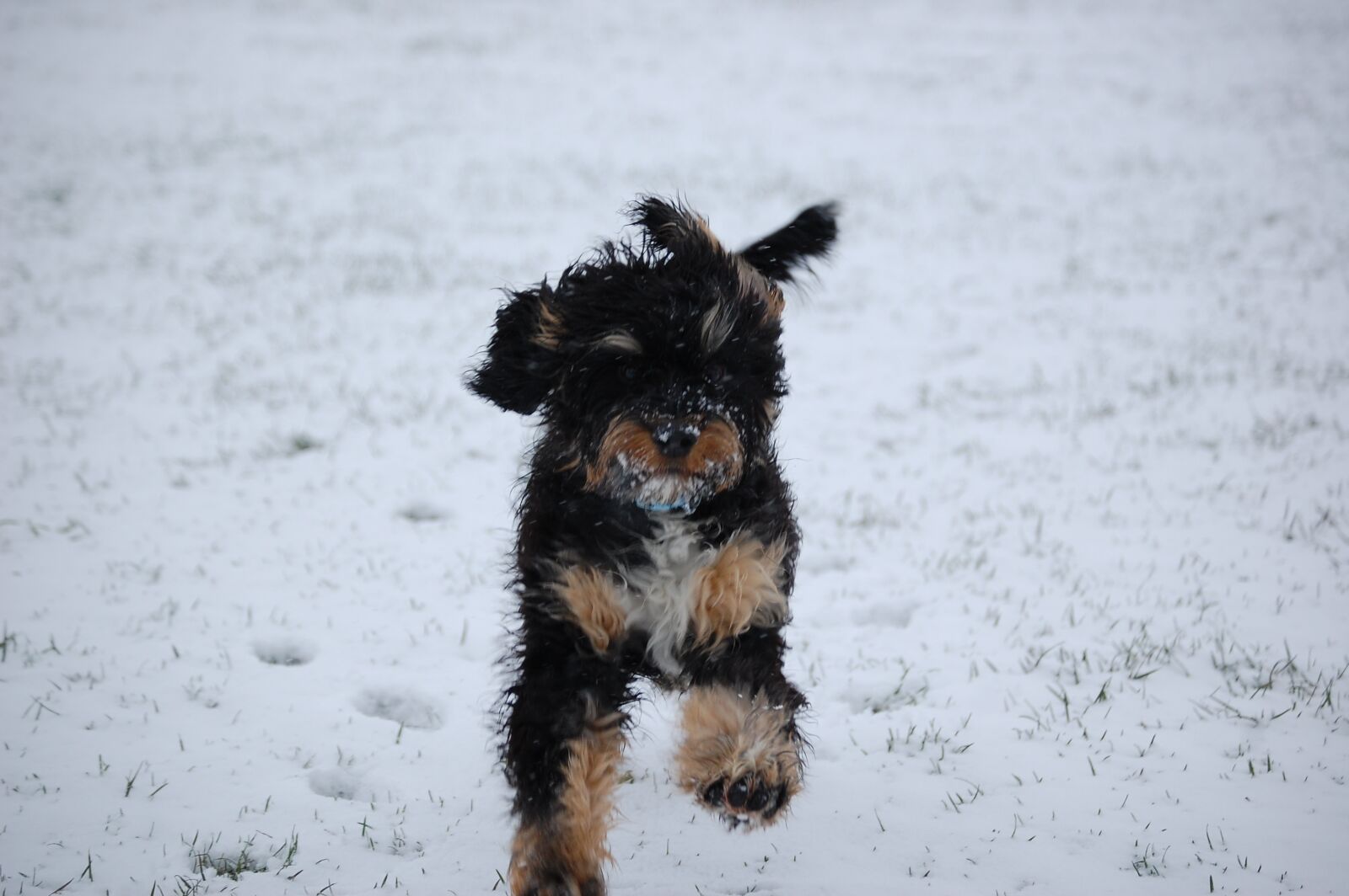 Nikon D40 sample photo. Sproodle, dog, phantom photography