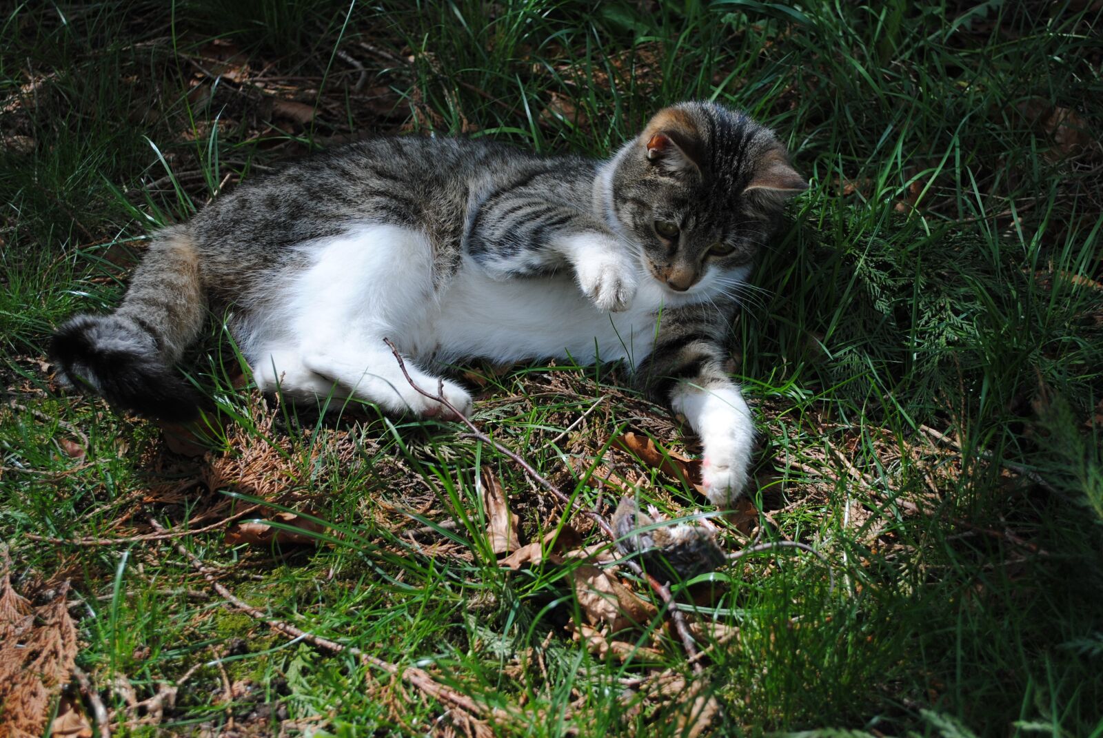 Nikon D3000 sample photo. Cat, mouse, hunting photography