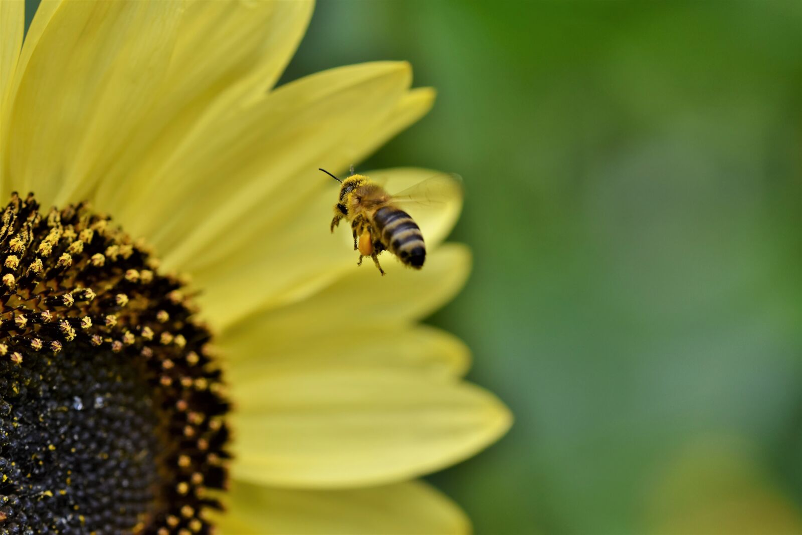 Nikon D7200 sample photo. Bee, honey bee, insect photography