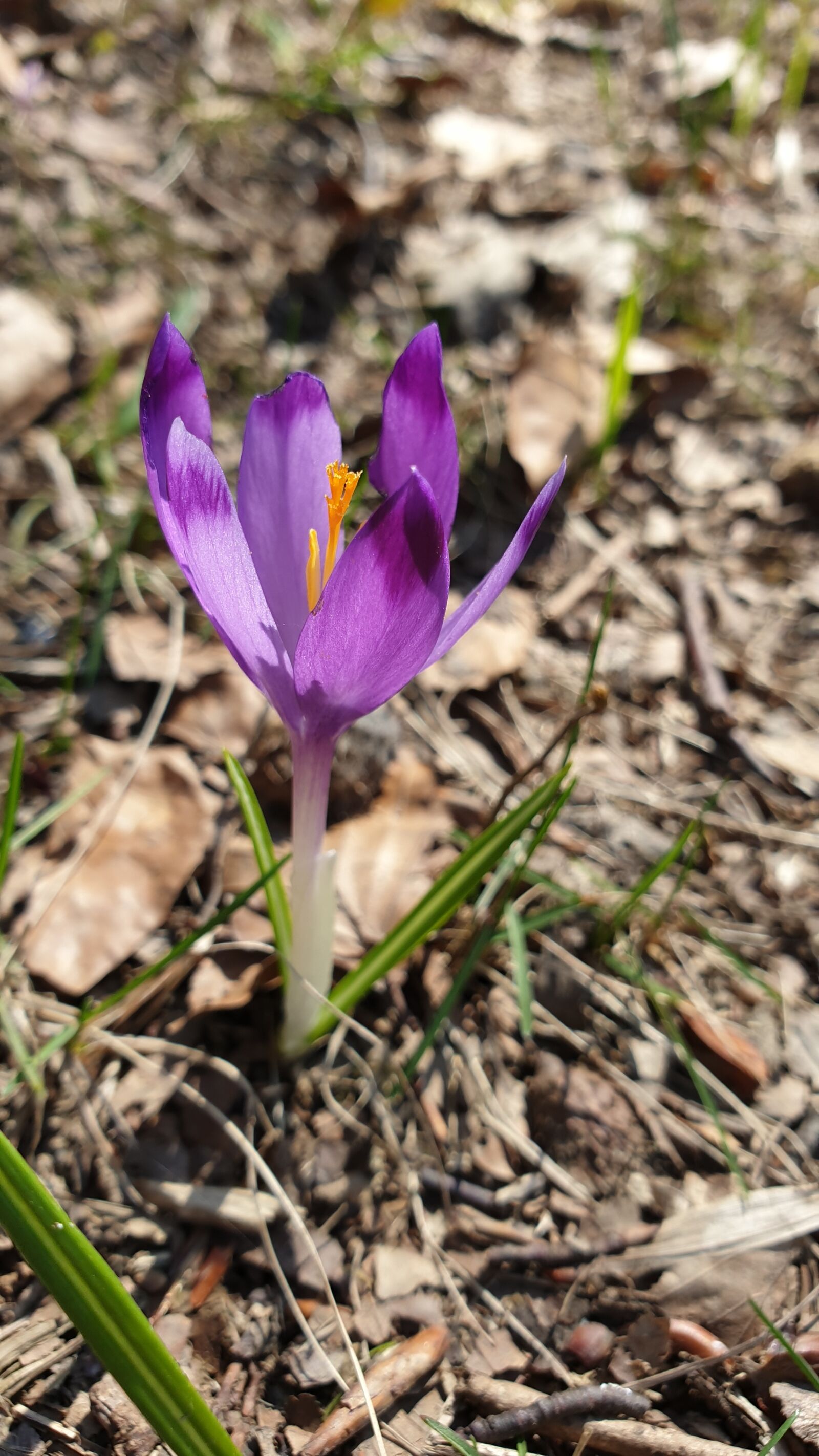 Samsung Galaxy Note9 sample photo. Flower, br ndu spring photography