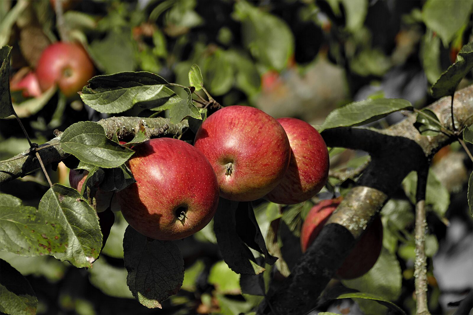 Panasonic Lumix DMC-FZ1000 sample photo. Apple, red, ripe photography