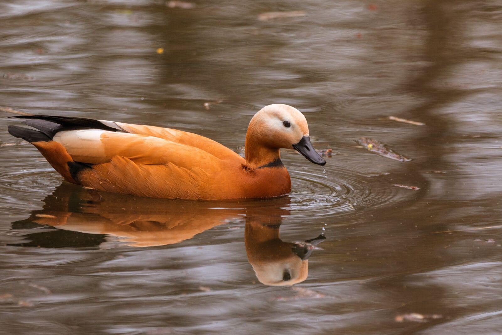 150-600mm F5-6.3 DG OS HSM | Contemporary 015 sample photo. Rust goose, tadorna ferruginea photography