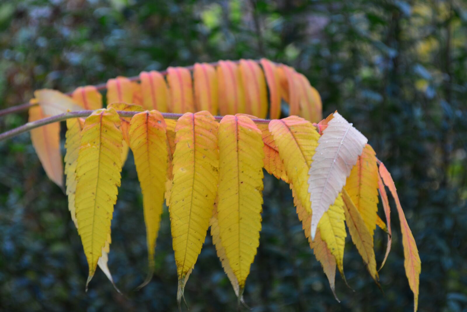 Nikon D5200 sample photo. Rhus, leaves, autumn photography
