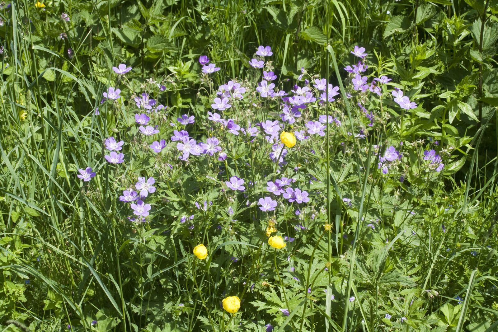 Canon EOS 1000D (EOS Digital Rebel XS / EOS Kiss F) sample photo. Flower meadow, summer, summer photography