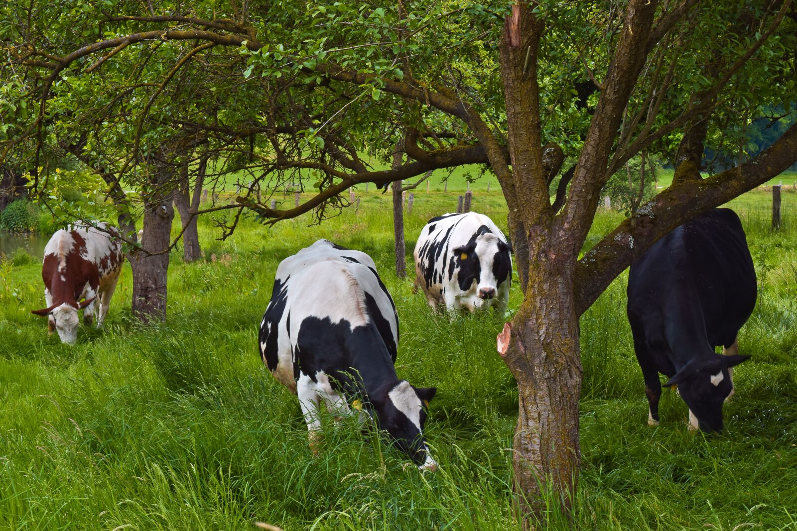 Nikon D3300 sample photo. Animal, cows, farm photography