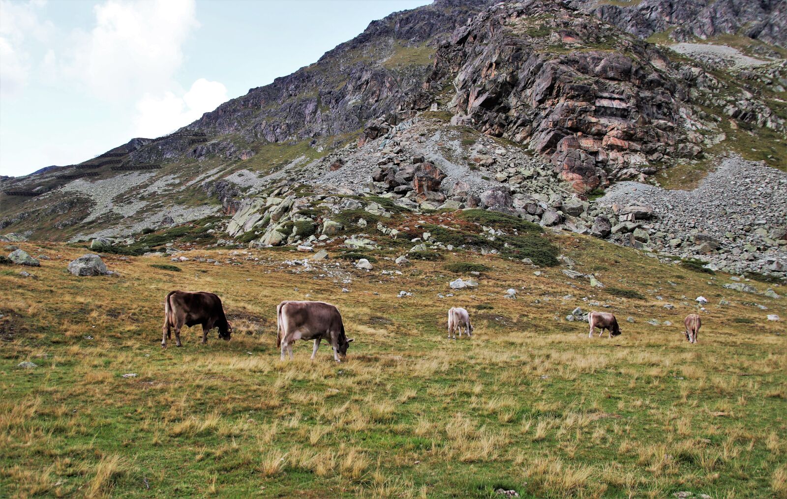 Canon EOS 80D sample photo. Cows, grazing, mountains photography