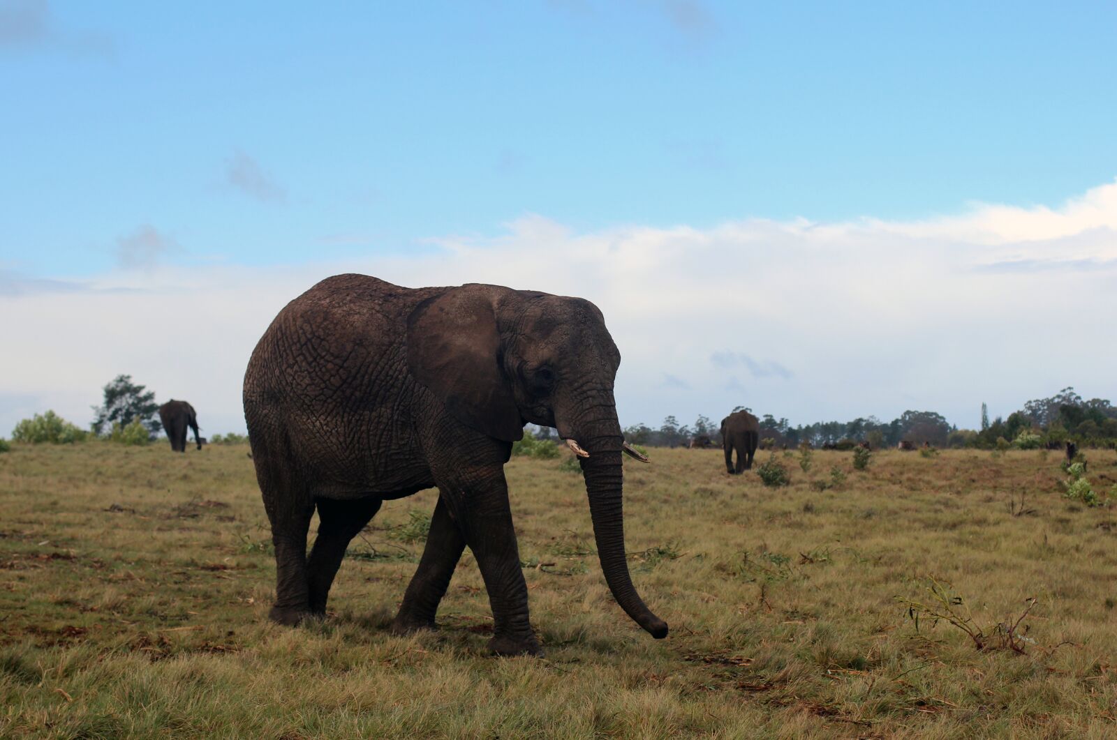 Canon EOS 600D (Rebel EOS T3i / EOS Kiss X5) + Canon EF 50mm F1.4 USM sample photo. Elephant, pachyderm, africa photography