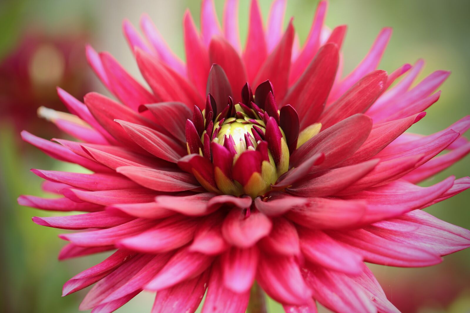 Canon EOS 800D (EOS Rebel T7i / EOS Kiss X9i) sample photo. Dahlia, dahlia flower, blossom photography