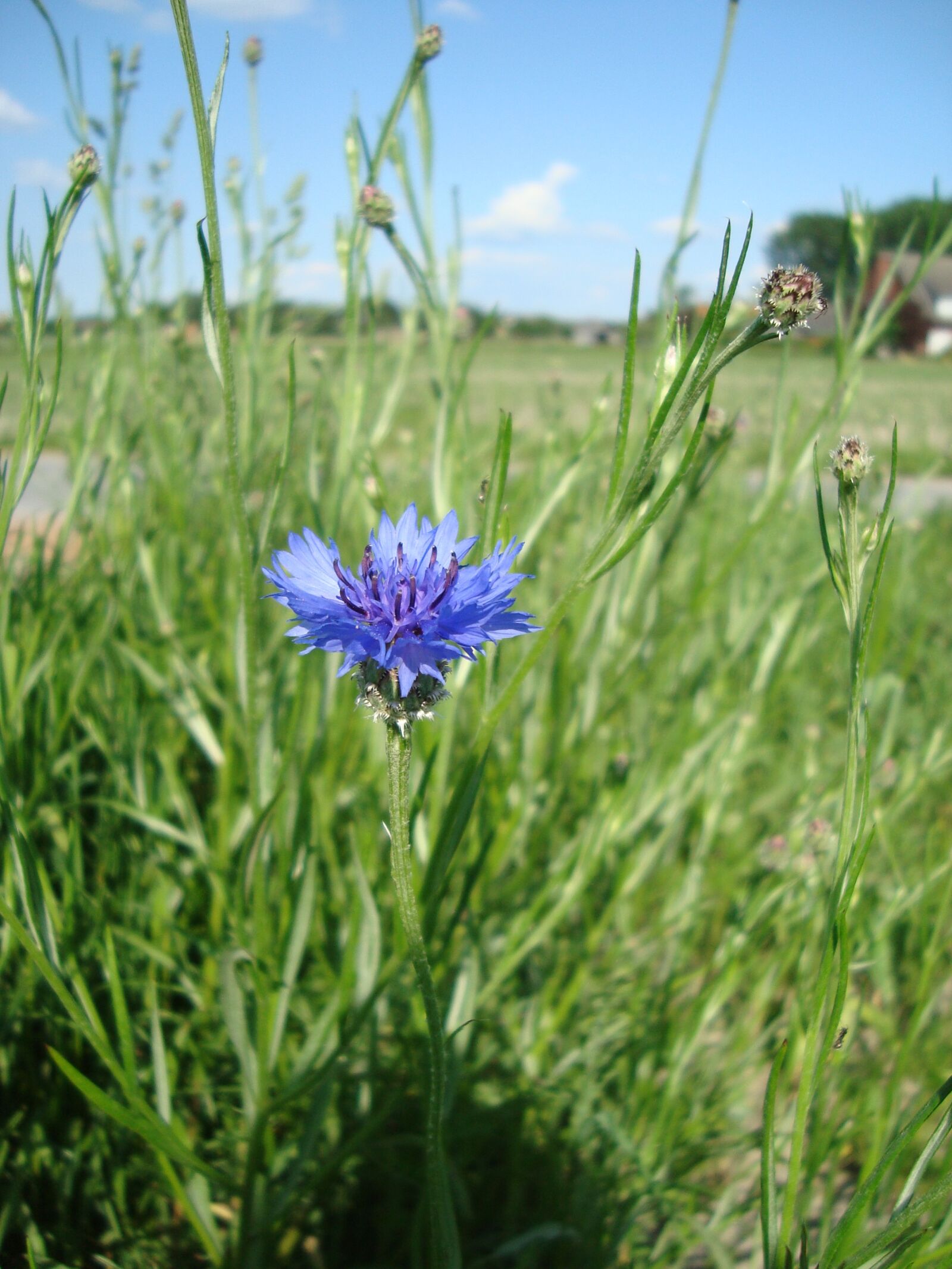 Sony Cyber-shot DSC-W110 sample photo. Flower, field, nature photography