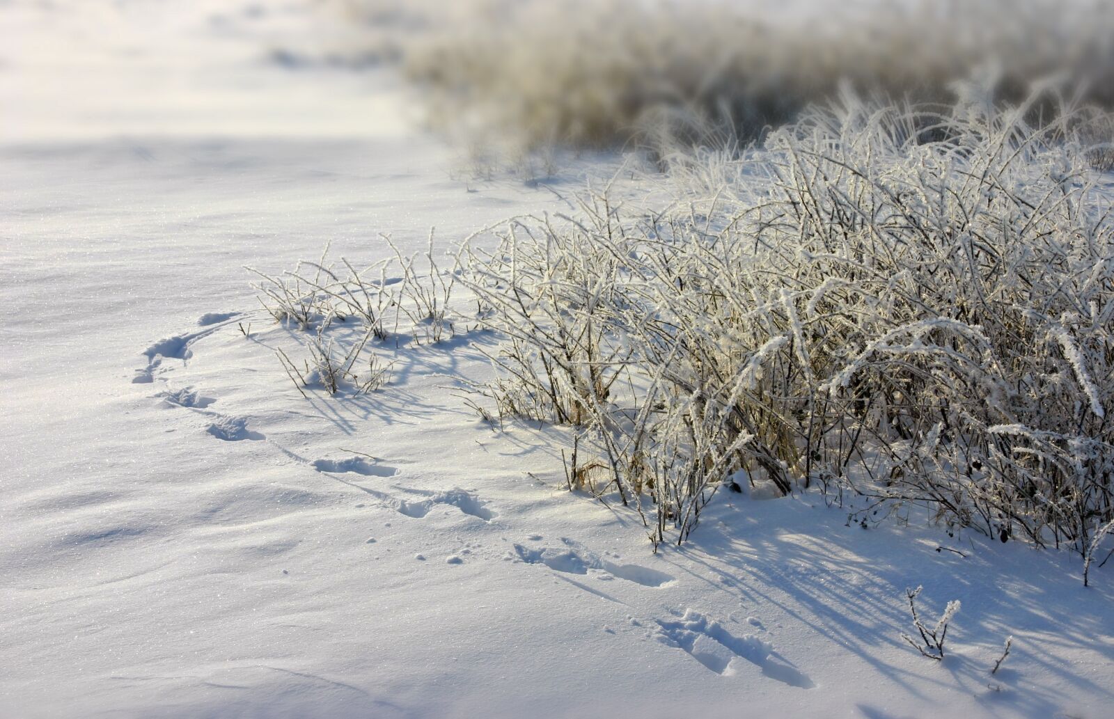Canon EOS 300D (EOS Digital Rebel / EOS Kiss Digital) sample photo. Frost, traces, snow photography
