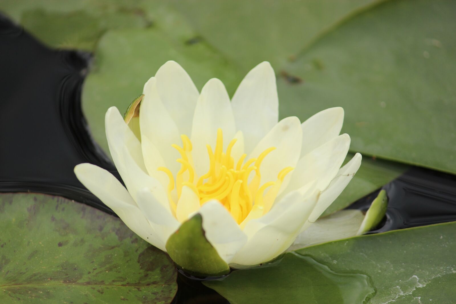 Canon EOS 700D (EOS Rebel T5i / EOS Kiss X7i) sample photo. Water lily, nature, plant photography
