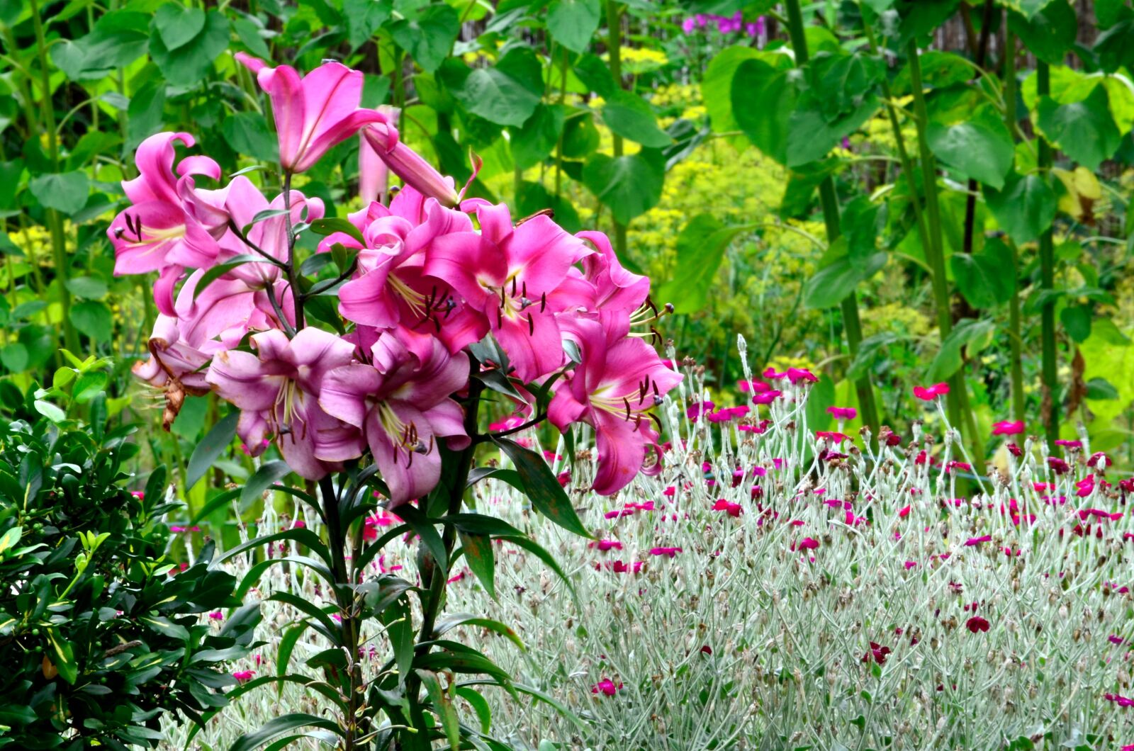 Nikon D5100 sample photo. Flowers, garden, summer photography