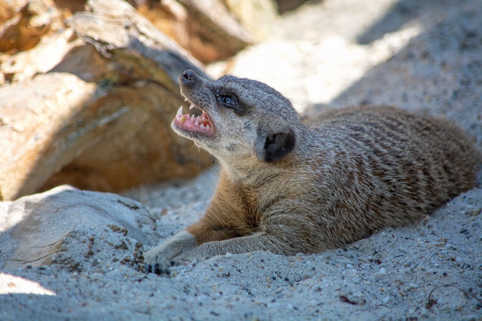Nikon D7100 sample photo. Meerkat, animal, mammal photography